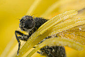 Chiastocheta fly pollinating globeflower