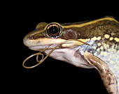 Parasitic infection and deformed frog
