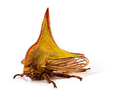 Umbonia treehopper