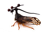 Bocydium treehopper