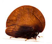 Cicada treehopper