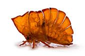 Cymbomorpha treehopper
