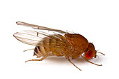 Drosophila fruit fly