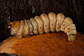 Paysandisia moth larva