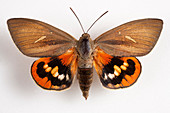 Paysandisia moth