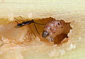 Stem borer and parasitic wasp