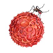 Mosquito and Zika virus,illustration
