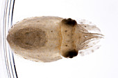Cuttlefish embryo research