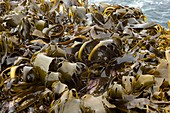 Oarweed (Eklonia radiata) at low tide