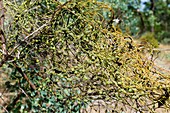 Dodder laurel (Cassytha melantha)