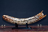 Mammoth tusk fragment