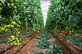 Tomato in a greenhouse