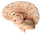Hypothalamus in the brain,illustration