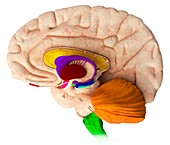 Brain structures,illustration