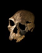 Homo habilis skull