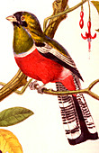 Black-throated trogon,illustration