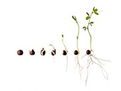 Seed germination sequence