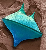 Dinoflagellate,SEM