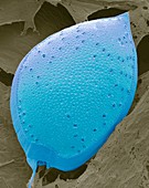 Dinoflagellate,SEM