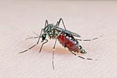 Aedes aegypti mosquito feeding