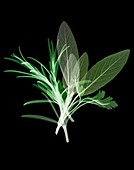 Selection of herbs,X-ray