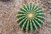 Ferocactus histrix cactus