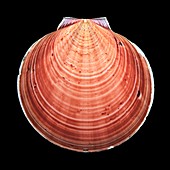 Saucer scallop shell