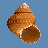 Baird's top shell sea snail shell
