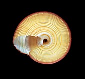 Say's top shell sea snail shell