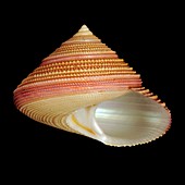 Say's top shell sea snail shell