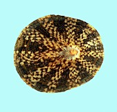 Cellana testudinaria limpet shell