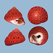 Strawberry top shell sea snail shell