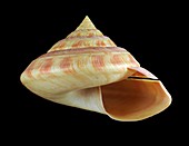 Rumphius' slit shell