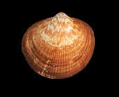 American bittersweet clam shell