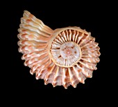 Ribbed harp snail shell