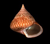 Tiger maurea sea snail shell