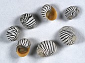 Puperita pupa sea snail shells