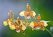 Rossioglossum williamsianum orchids