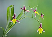 Mexicoa ghiesbreghtiana orchid flowers