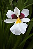 Miltoniopsis 'Panama' hybrid orchid