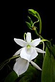 Angraecum leonis orchid flowers