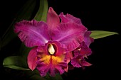 Owen Holmes 'Newberry' orchid hybrid