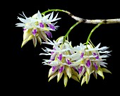 Dendrobium amethystoglossum orchids