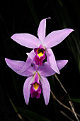 Laelia anceps orchid flowers
