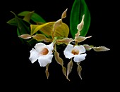 Trichopilia tortilis orchid flowers