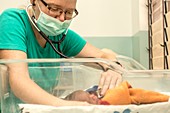 Hospital doctor with newborn baby