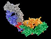HIV-1 Antibody with peptide minotope