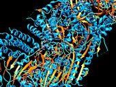 CRISPR-CAS9 gene editing complex