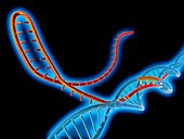 CRISPR-Cas9 gene editing complex