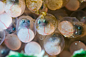 Three-spot frogfish eggs